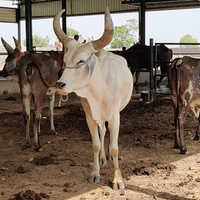 High Quality Kankrej Cow