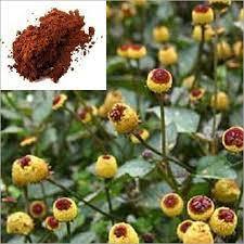 Akkalkaro Powder Grade: Food Grade