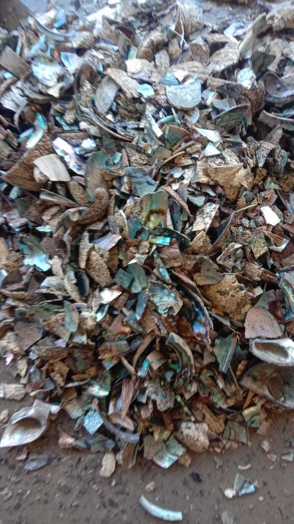 Raw Abalone - 2-5 Mm Flatback Oval Natural Sea Shell | Genuine Pearl Technique, Elegant Natural Color