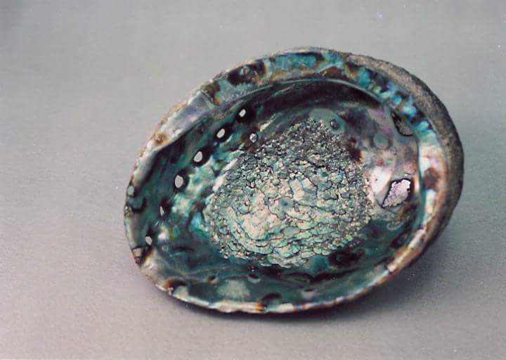 Raw Abalone - 2-5 Mm Flatback Oval Natural Sea Shell | Genuine Pearl Technique, Elegant Natural Color