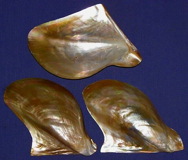 Raw Brown Shell - Oval 2-5 Mm | Natural Brown, Shank Style Pearl Technique