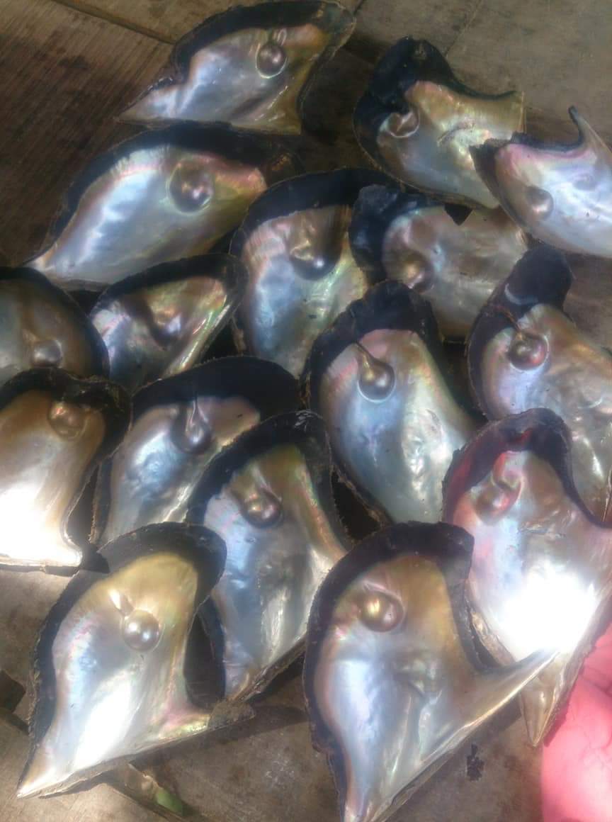 Raw Brown Shell - Oval 2-5 Mm | Natural Brown, Shank Style Pearl Technique