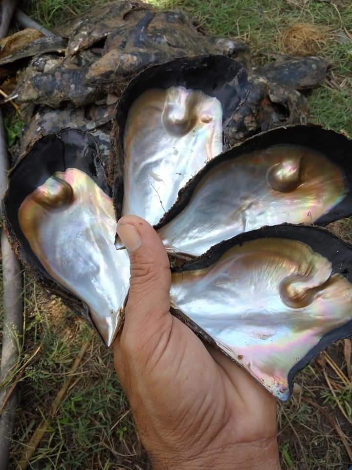 Raw Brown Shell - Oval 2-5 Mm | Natural Brown, Shank Style Pearl Technique