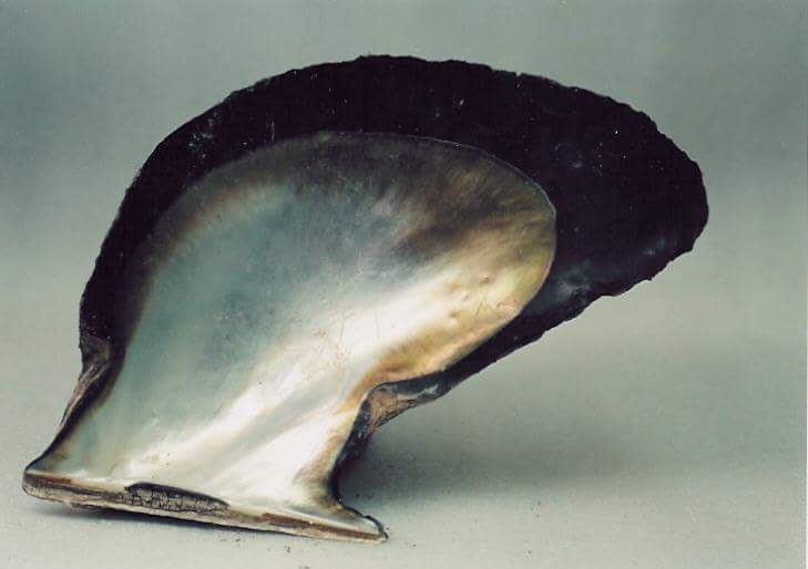 Raw Brown Shell - Oval 2-5 Mm | Natural Brown, Shank Style Pearl Technique