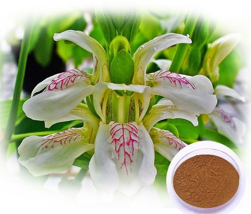 Adhatoda Vasica Extract Shelf Life: 2 Years