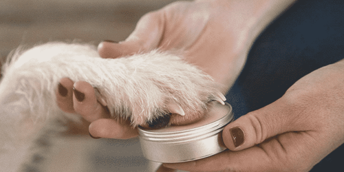 Paw Balm Paw Butter Application: Dog