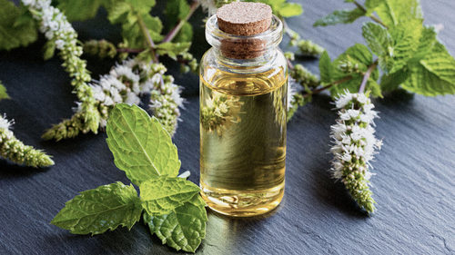 Peppermint Extract