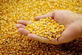 Corn (Maize) - Raw Yellow Grain | Easily Stored, Keep In Dry Place, Weight As Required (Kg)