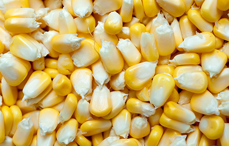 Corn (Maize) - Raw Yellow Grain | Easily Stored, Keep In Dry Place, Weight As Required (Kg)
