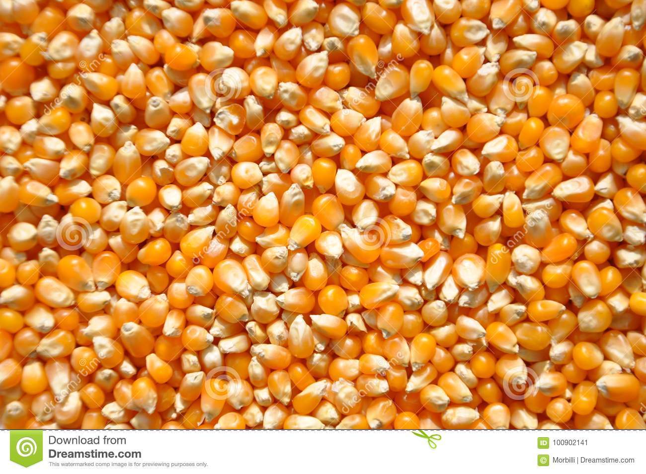 Corn (Maize) - Raw Yellow Grain | Easily Stored, Keep In Dry Place, Weight As Required (Kg)