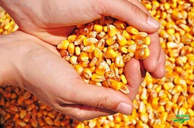 Corn (Maize) - Raw Yellow Grain | Easily Stored, Keep In Dry Place, Weight As Required (Kg)