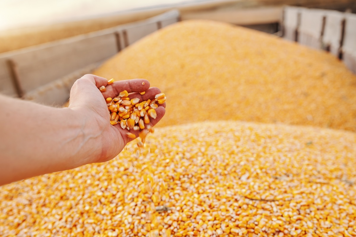 Corn (Maize) - Raw Yellow Grain | Easily Stored, Keep In Dry Place, Weight As Required (Kg)