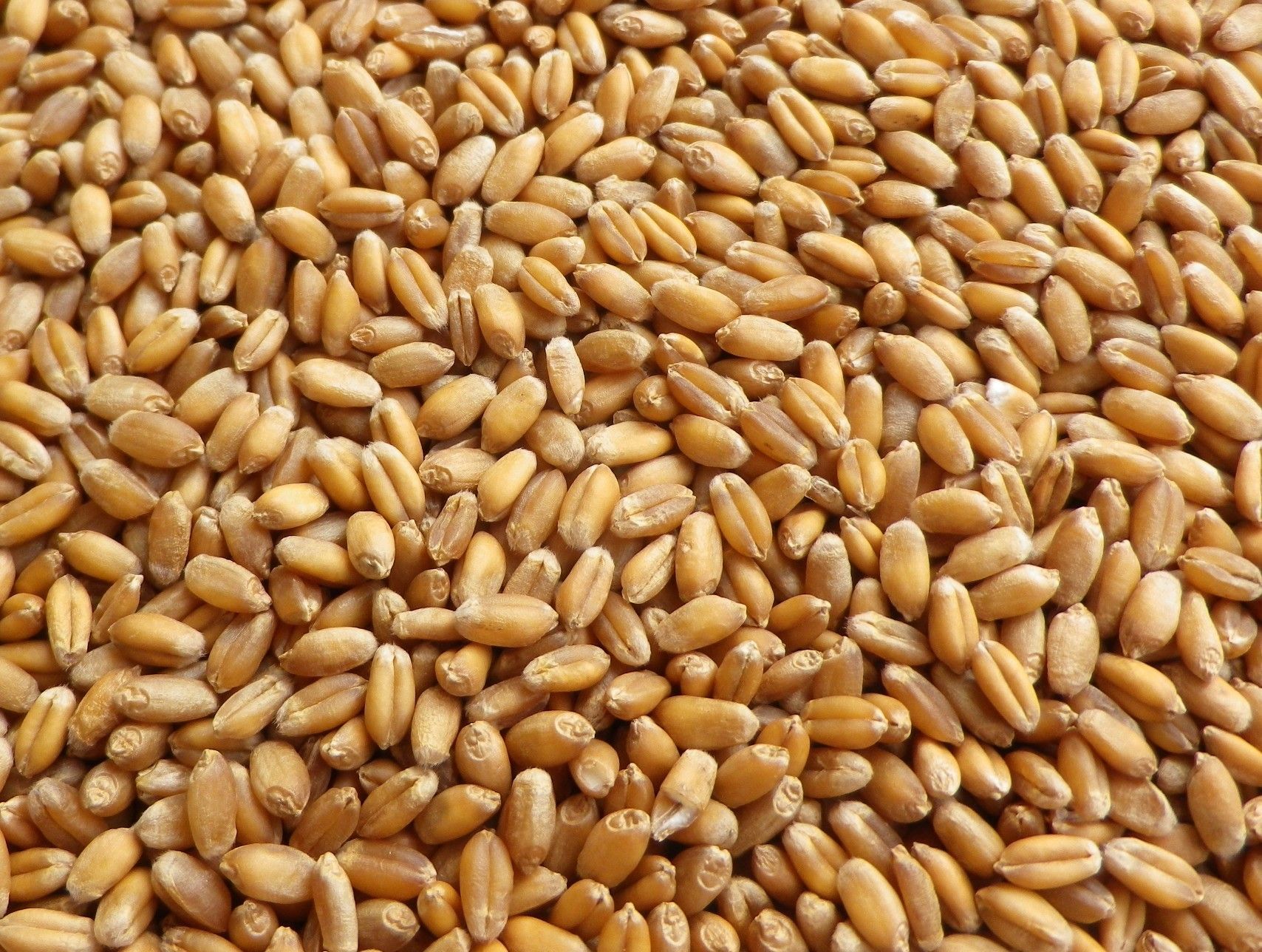Light Yellow Wheat (White And Whole)