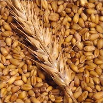 Light Yellow Wheat (White And Whole)