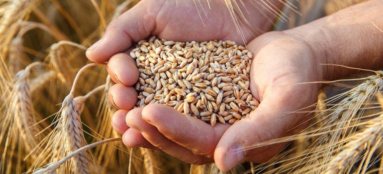 Light Yellow Wheat (White And Whole)