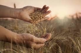 Light Yellow Wheat (White And Whole)