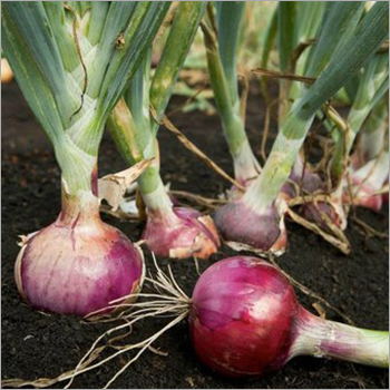 Krishna Puram Rose Onions
