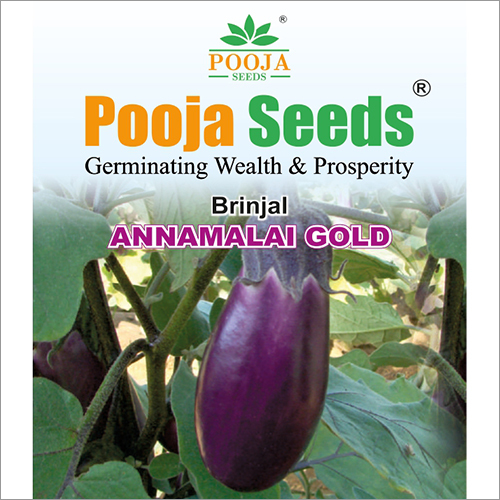 Annamalai Gold Brinjal Seeds