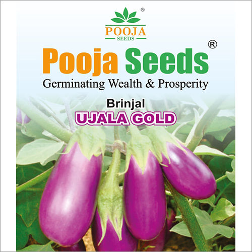 Ujala Gold Brinjal Seeds