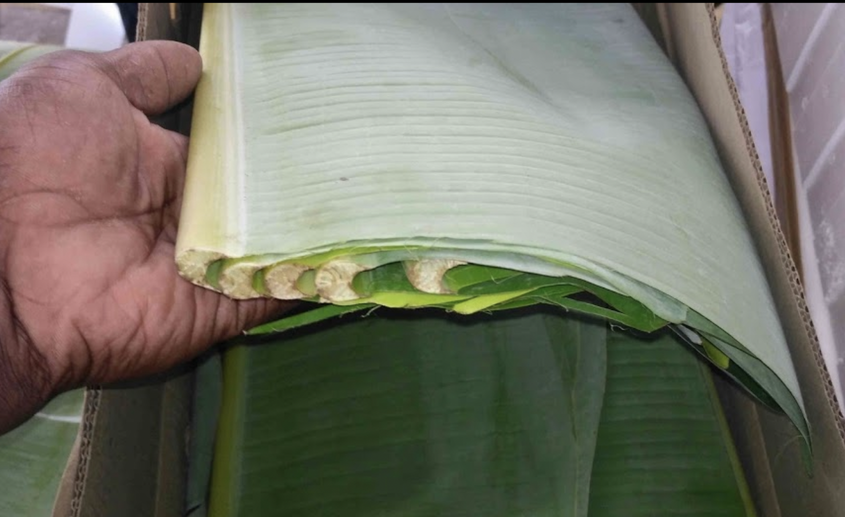 Green Banana Leaf Size: Different Size Available