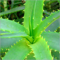 एलो वेरा