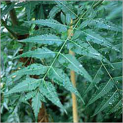 नीम (Azadirachta Indica) एक सदाबहार पेड़ है जो भारत में पाया जाता है। इसके पत्ते और बीज औषधीय गुणों के लिए प्रसिद्ध हैं।
