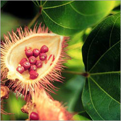 बिक्सा ओरेलाना