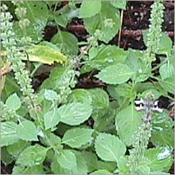 तुलसी (Ocimum sanctum) एक पवित्र पौधा है जो भारतीय संस्कृति में महत्वपूर्ण स्थान रखता है। इसे अक्सर औषधीय गुणों के लिए जाना जाता है और धार्मिक अनुष्ठानों में उपयोग किया जाता है।