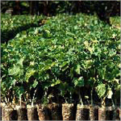 Jatropha Seedlings