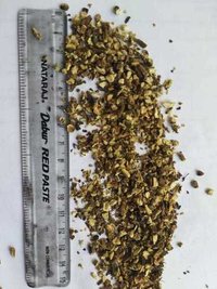 सिंहपर्णी जड़