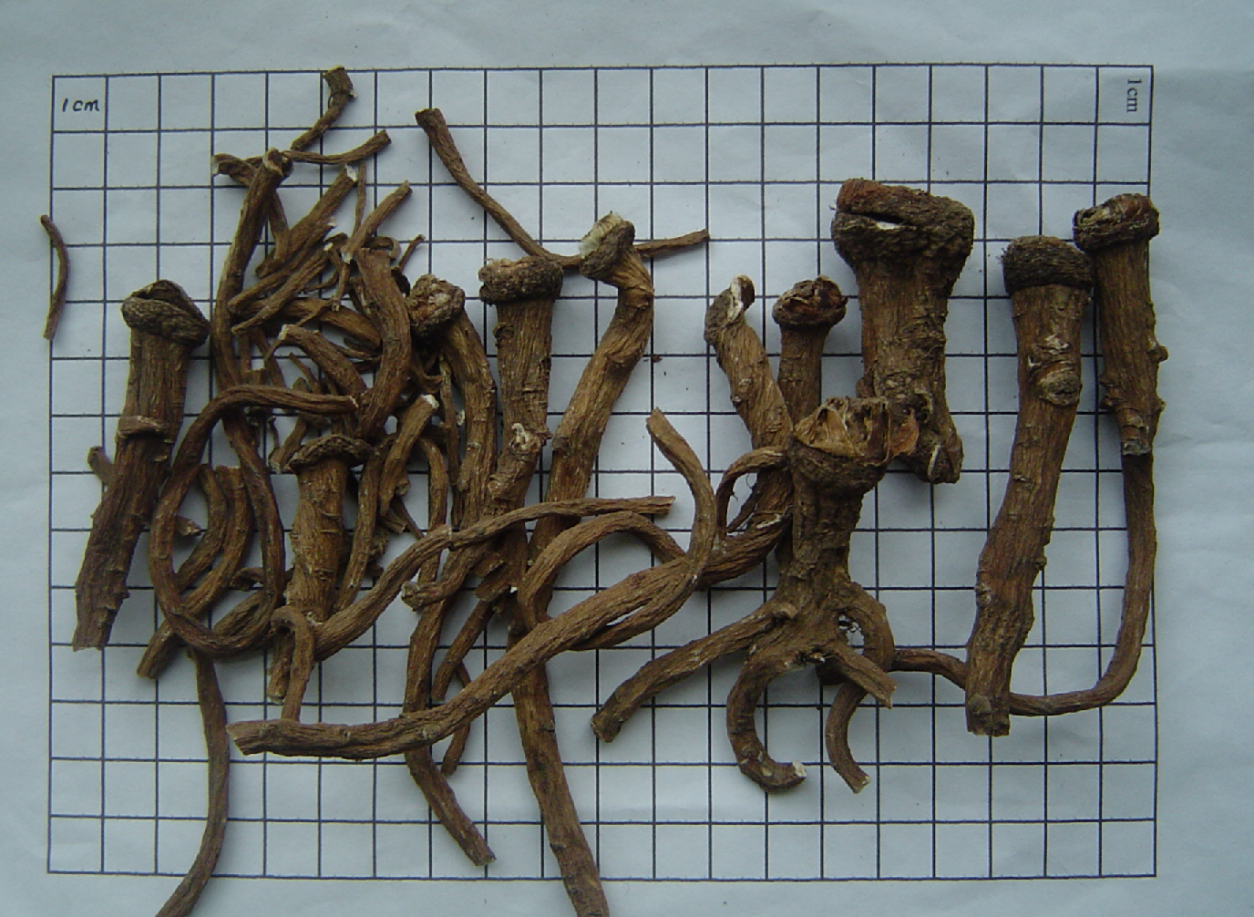 Dandelion Root