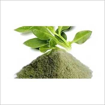 Kalmegh Andrographis Paniculata Powder