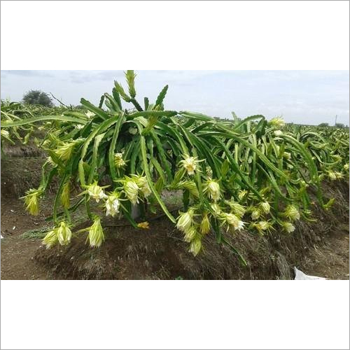 White Dragon Fruit Plant - 6.5-7 Feet High, 4-5 Feet Wide, Green Color | Low Cholesterol, Rich In Antioxidants, Long Shelf Life