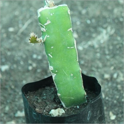 White Dragon Fruit Plant - 6.5-7 Feet High, 4-5 Feet Wide, Green Color | Low Cholesterol, Rich In Antioxidants, Long Shelf Life