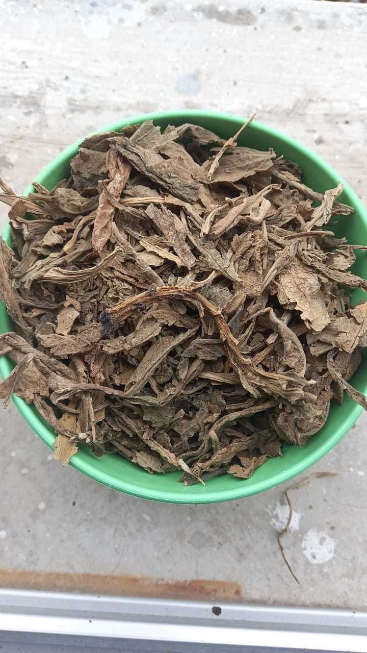 Lobelia Leaves