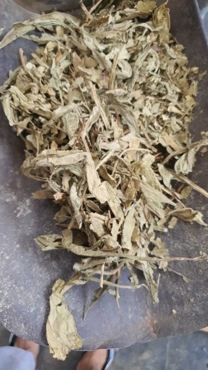 Lobelia Leaves