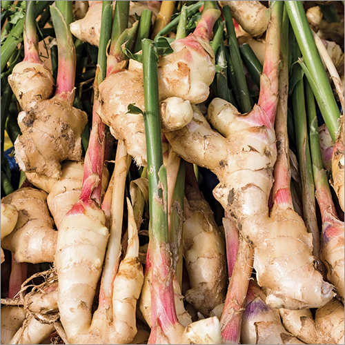 ताजा अदरक