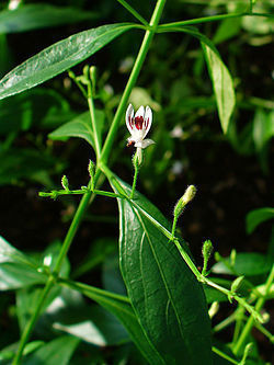 Andrographis Paniculata Extract Grade: Na