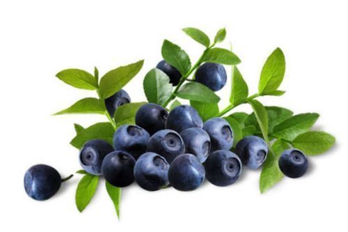 Bilberry Extract Direction: The Typical Dose Of The Dried