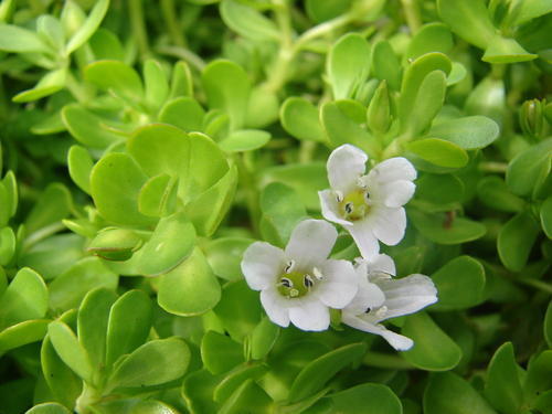 Brahmi Extract Grade: Na