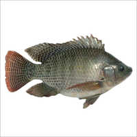 Tilapia Fish