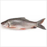 Rohu Fish