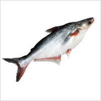 Pangasius Fish