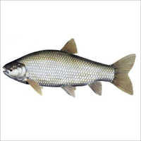 Grass Carp Fish