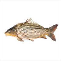 Common Carp Fish