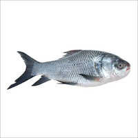 Catla Fish