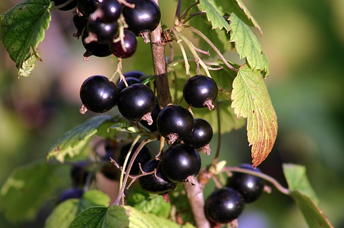 Black Currant Pe Extract Grade: Na
