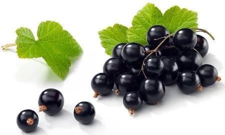 Black Currant Pe Extract Grade: Na