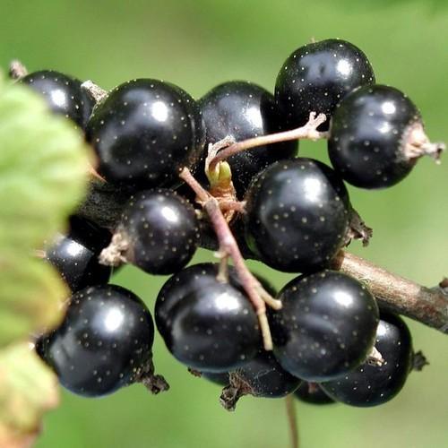 Black Currant Pe Extract Grade: Na