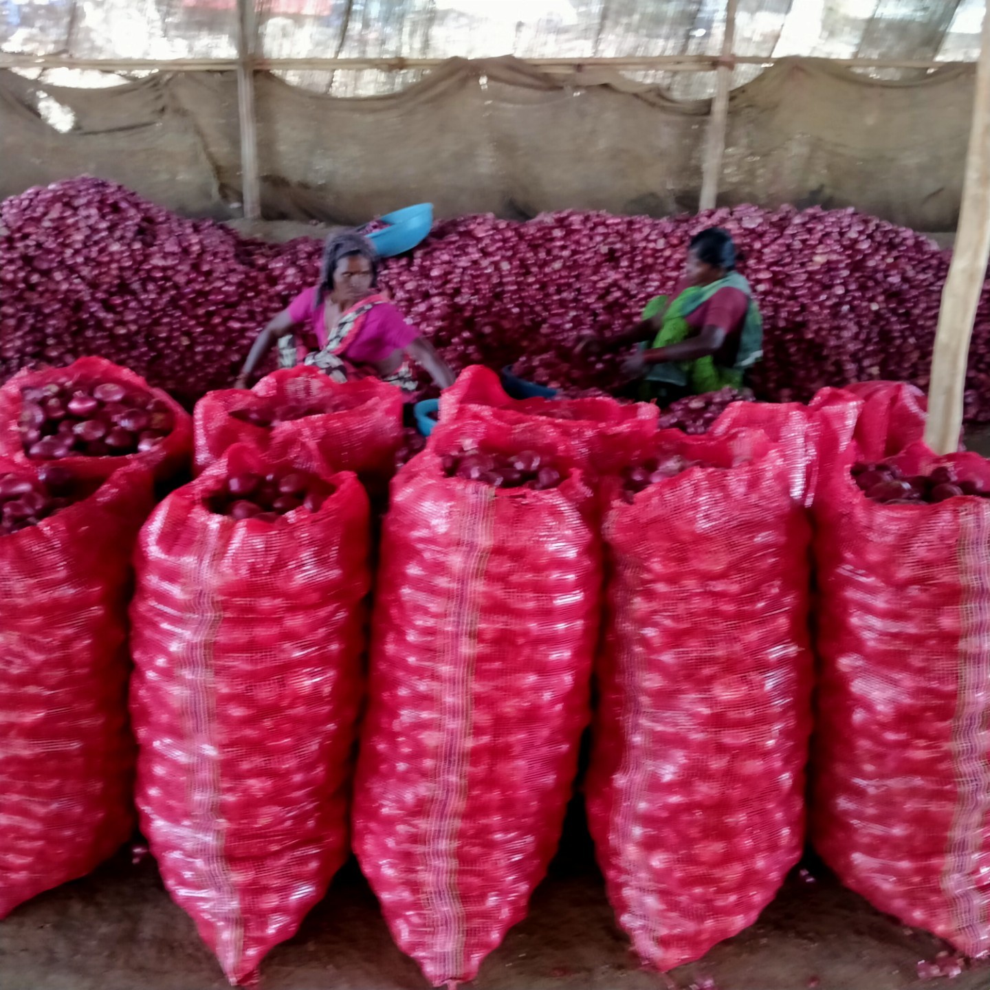Natural Red Onion